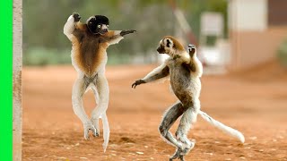 Funny Dancing Sifaka Lemurs of Madagascar  Love Nature [upl. by Eirret]