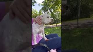 Video of adoptable pet named Star [upl. by Lasley]