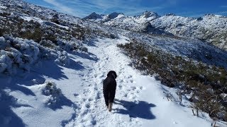 CAP 488 SENDERISMO CON TU PERRO Qué saber antes de hacer una ruta [upl. by Winton]