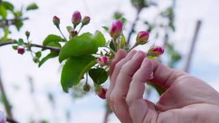 Honeybees Pollinate Apple Trees  Wenatchee WA  Washington Grown [upl. by Nyvlem]