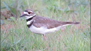 Killdeer call song [upl. by Cerallua670]