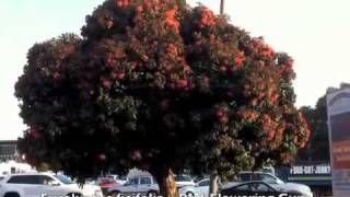 Eucalyptus ficifolia  Red Flowering Gum [upl. by Allwein996]