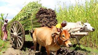 How hard it is for the farmer to pick the Jute with the bullock cart on deep mud  cow cart videos [upl. by Tien]