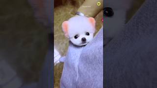 How to order a Pomeranian dog  Lily dog  Pomeranian dog  teacup dog trending shorts viral [upl. by Enajyram]