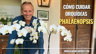 Cómo cuidar mi orquídea Phalaenopsis [upl. by Park]