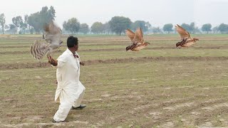 Amazing Race of new goshawks best Goshawks flights  Raptors Today [upl. by Mcclary]