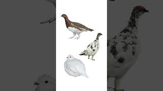 3 Species of Ptarmigan  Main Types of Lagopus Genus Birds [upl. by Ddarb]