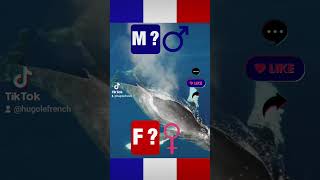 Masculin ou Féminin  learnfrench quiz france language [upl. by Rotceh230]