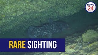 WATCH Rare coelacanth filmed off Sodwana coast [upl. by Lal]