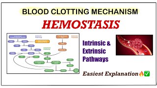 Hemostasis amp Blood Coagulation Physiology  Blood Clotting Mechanism  Intrinsic amp Extrinsic Pathway [upl. by Secrest]