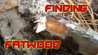 How To Find Fatwood  Detailed Explanation [upl. by Wren557]