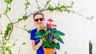 ANTHURIUM CARE A BEAUTIFUL BLOOMING INDOOR PLANT JOY US GARDEN [upl. by Sidwell]