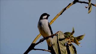 Bigodinho cantando e se alimentando na natureza um show de pássaro [upl. by Diley822]