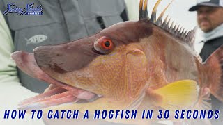 How To Catch A Hogfish In 30 Seconds  Fishing Florida Charters [upl. by Minette]