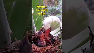 Albino finches bring food to children [upl. by Dj]