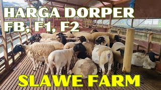 HARGA DOMBA DORPER FB F1 F2 dll di SLAWE FARM [upl. by Stoat306]