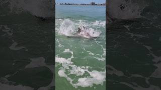 Dolphins mating in Clearwater Bay clearwaterbeach floridalife marinelife dolphinwatching [upl. by Arataj]