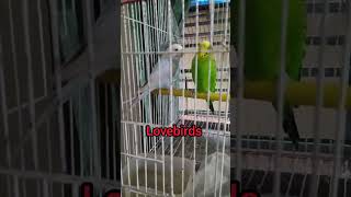 love birds 🦜🐦lovebirds lovebird nature new video viralshort reelsvideo viralshortreelslove [upl. by Sirovart]