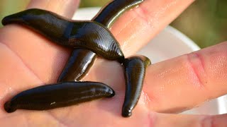 Earthworms and Leeches  Fascinating Creatures of the Annelida Phylum [upl. by Sang767]