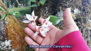 Rhynchostele Cervantesii Orquídea Silvestre de México [upl. by Eelyac]