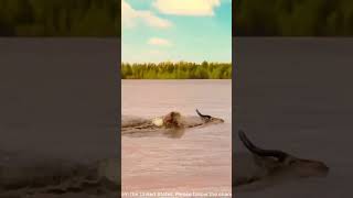 A group of crocodiles attacks a herd of antelope drinking water AnimalKingdom PredatorVsPrey [upl. by Harrow]