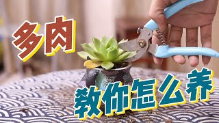 多肉植物怎么养？园艺师教你，多肉植物的详细养护技巧 [upl. by Assirem]