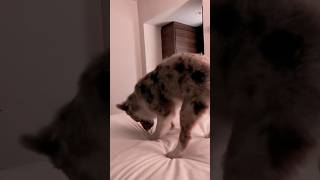 Dog vs hotel beds😂 dog reels funny cute pets cute [upl. by Nnaassilem]