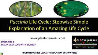 Life cycle of Puccinia graminis Step wise Simple Explanation [upl. by Zerimar30]