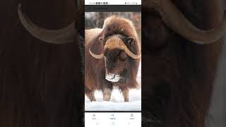 Musk ox [upl. by Mirilla745]