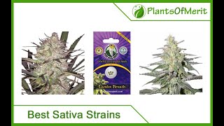 Top 15 Best Sativa Cannabis Strains in 2024 [upl. by Leval]