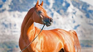 THE ARABIAN HORSE IN AMERICA [upl. by Sigfried]