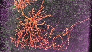 Neurons amp Synapses [upl. by Phyllis]