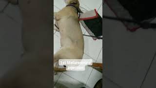 Dogs reaction after 1st Melarsomine Injection [upl. by Bibah841]