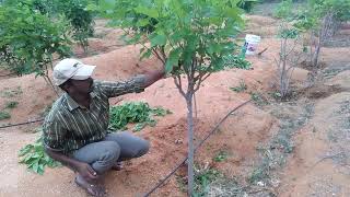 Sericulture garden mulberry garden mulberry leaves harvesting mulberrytree [upl. by Ecadnarb183]