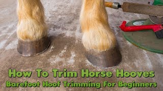 How To Trim Horse Hooves Barefoot Hoof Trimming For Beginners [upl. by Flatto]