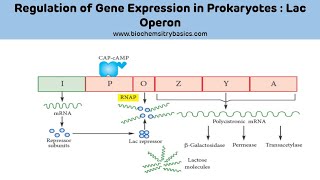 Lac Operon Explained Easy  Regulation of Gene Expression [upl. by Beverly]