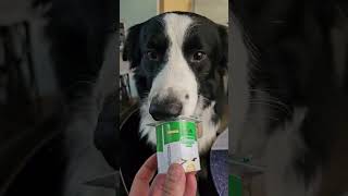 Tus perros meriendan con vos Contame 🐾 miperroamor bordercollie perro dogs asmr shorts [upl. by Phyllida630]