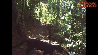 Jaguarundi at Un poco del Chocó [upl. by Baum]