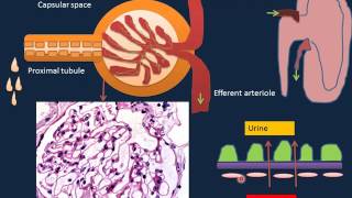 Renal Disorders I [upl. by Neraa]