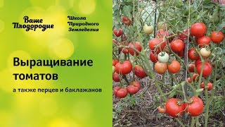 Выращивание томатов семинар по природному земледелию [upl. by Mckinney]