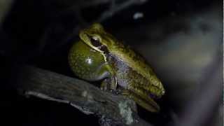 Hypsiboas prasinus vocalizando [upl. by Reham679]