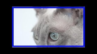 Feline parvovirus  infection symptoms and treatment [upl. by Drusus]