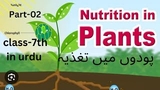 podon mein tagziyanutrition in plants ch01 class7th part 02 photosynthesis process [upl. by Ibrad346]