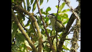 Western Green Tinkerbird Mgahinga Mountains Uganda [upl. by Niledam]