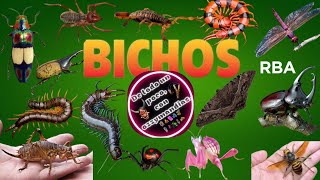 Bichos RBA  descripcion de la colección de insectos en mexico y el mundo y tambien su contenido [upl. by Amato]