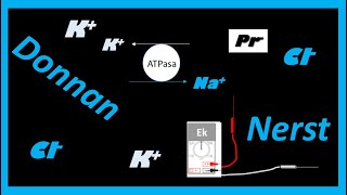 ❤️‍🔥3 en 1 Nerst Donnan y gradientes electroquimicos❤️‍🔥bis [upl. by Bogie]