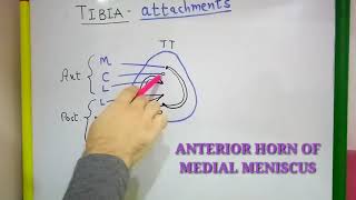 TIBIA PART2 ATTACHMENTS BY DR MITESH DAVE [upl. by Hoban]