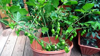 শীতে নাগা মরিচ গাছ কিভাবে ঘরে নেই overwinter naga chilli plant Shoker Bagan UK [upl. by Eimilb]