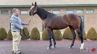 TDN New Stallions Yoshida at WinStar [upl. by Casey]