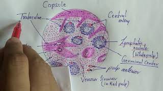 Histology of spleen [upl. by Pfeifer177]